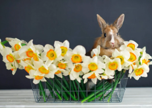 Read more about the article Why Rabbit is Considered a Must-have Symbol of Easter